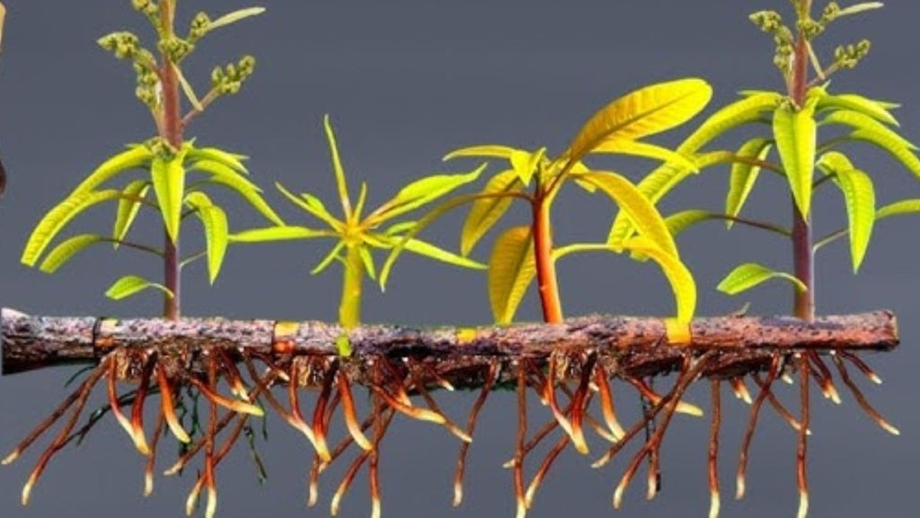 how to stimulate root growth