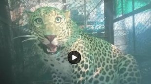 leopard, leopard entered in indore college