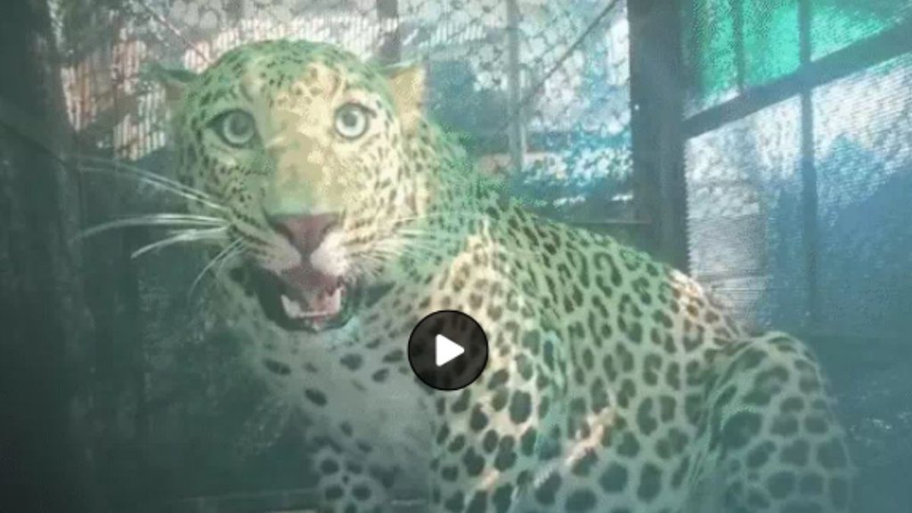 leopard, leopard entered in indore college