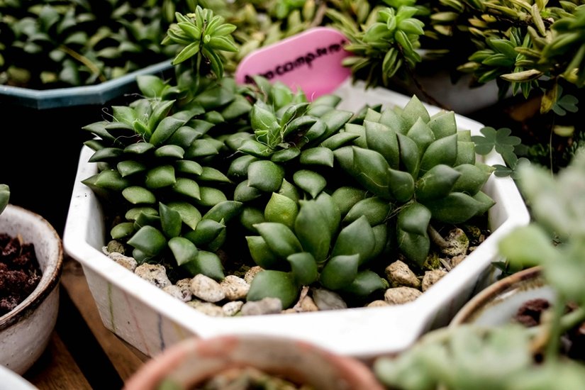 Vastu Plants for Positive Energy