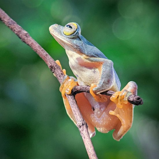 Wallace’s Flying Frog