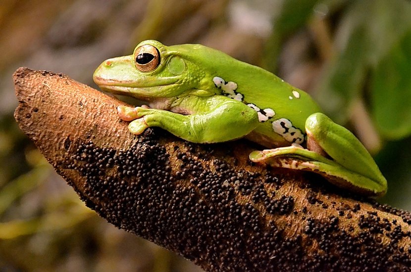 Weirdest Frogs