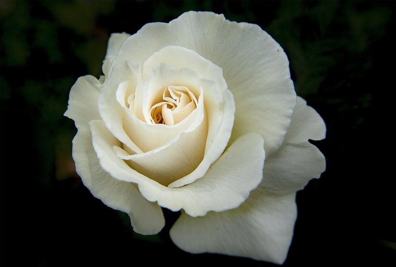 White Rose
