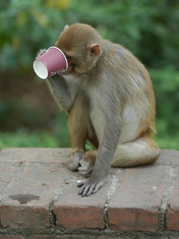 Wildlife and human-like drinking habits