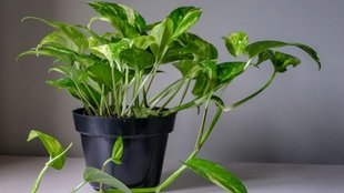 money plant gardening tips in hindi