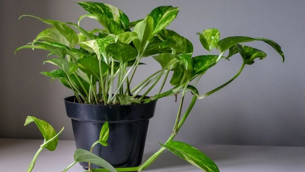 money plant gardening tips in hindi