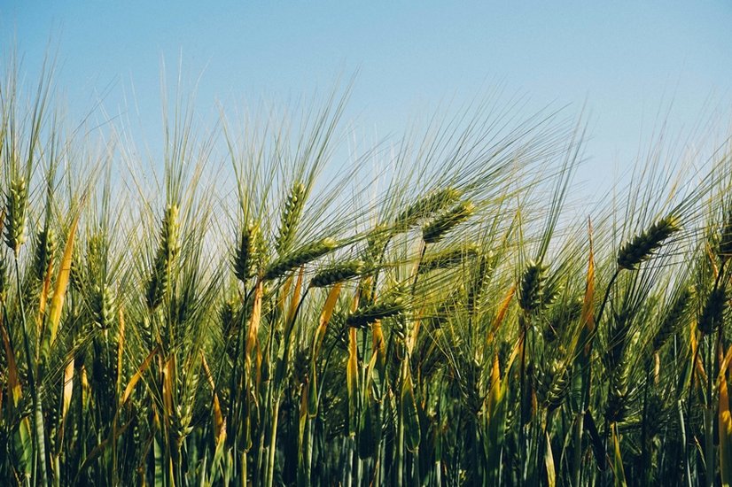 benifits of barley
