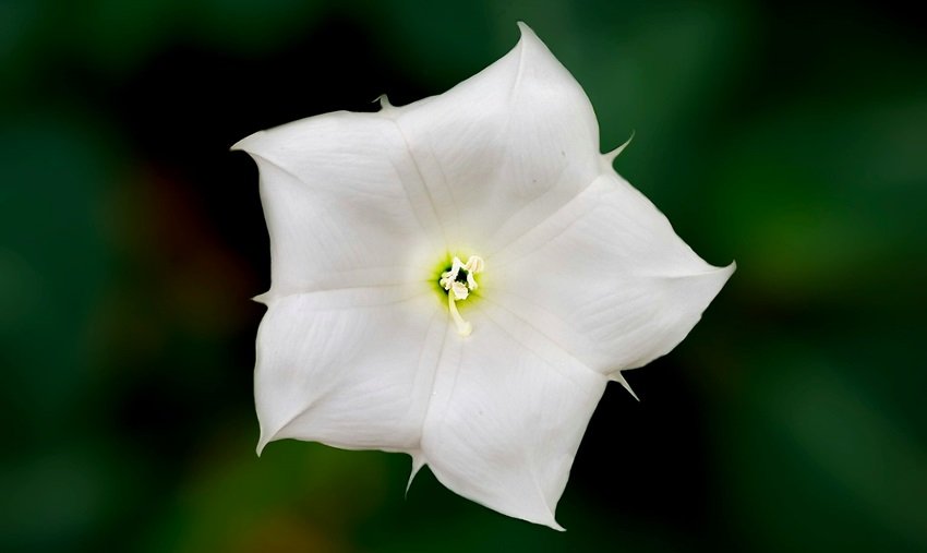 best flowers for Shivling
