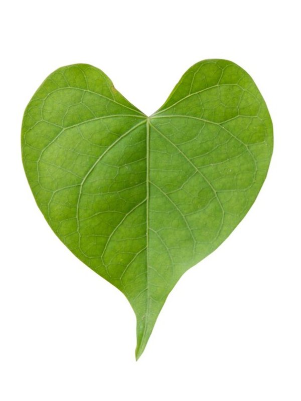Betel Leaf,Uric Acid,Uric Acid Control Home Remedy,Betel Leaf Benefits,Betel Leaf Uses,Natural Remedies For Uric Acid,Home Remedies For Uric Acid,