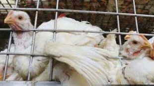 human transmission of bird flu,H5N1 mutations,H5N1 bird flu in cats,