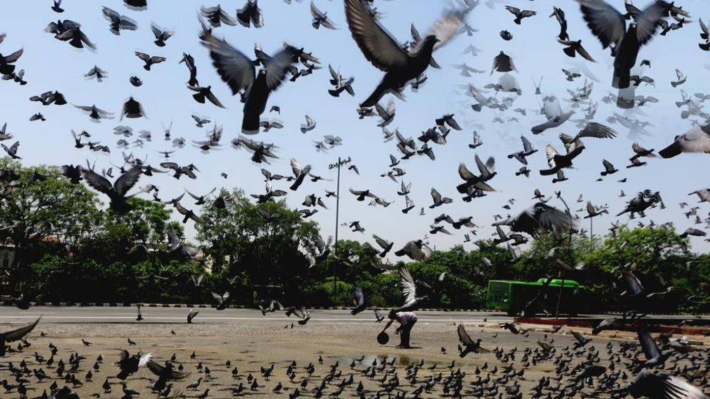birds