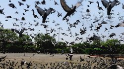 Blog: पक्षियों की मौन होती दुनिया, जलवायु परिवर्तन की वजह से आ रही कमी
