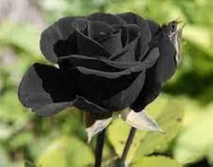 black Rose