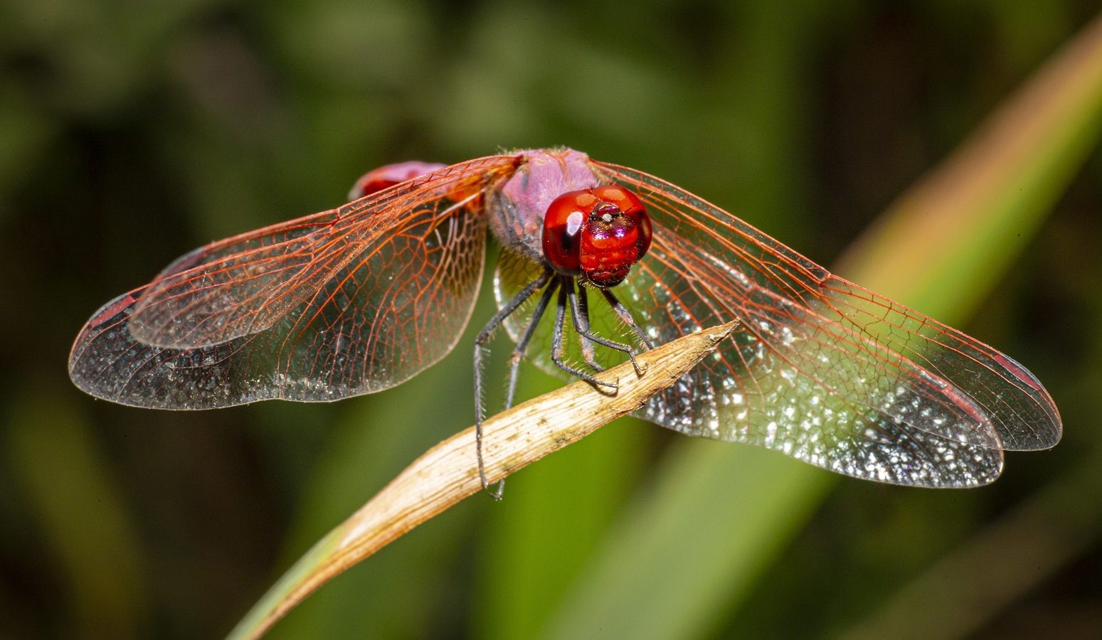 Top 10 Most Beautiful and Colorful Insects in the World. दुनिया के 10 ...