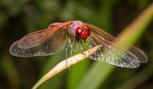 10 Most Beautiful Insects in the World