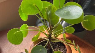 Chinese Money Plant growth tips