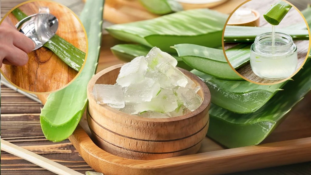 how to extract aloe vera gel and preserve it