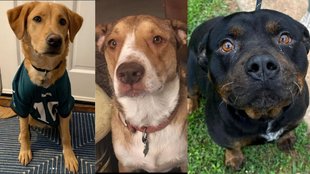 dog breeds in India। most expensive dog breeds