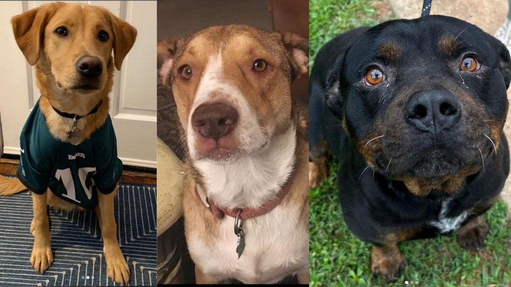 dog breeds in India। most expensive dog breeds