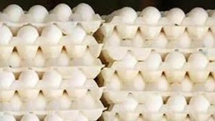 eggs| bird flu| egg stolen