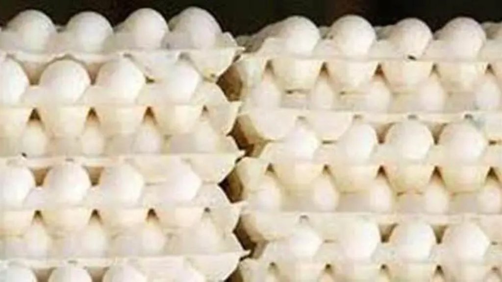eggs| bird flu| egg stolen