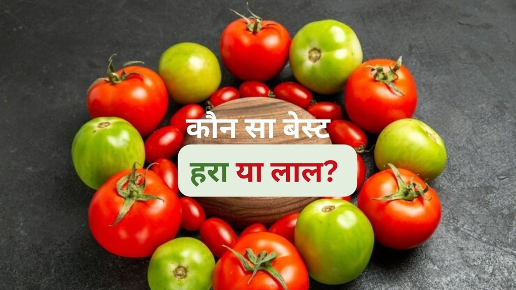 Green Tomatoes, Red Tomatoes, हरे टमाटर खाने के फायदे, लाल टमाटर खाने के फायदे, हरे या लाल कौन से टमाटर हैं ज्यादा हेल्दी, Green Tomatoes Health Benefits