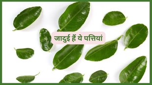 Guava leaves, chewing Guava leaves benefits, traditional medicine, health benefits, antioxidants, inflammation, digestion, blood sugar, immunity,