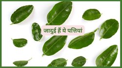 ट्रेडिशनल मेडिसिन हैं ये पत्ते, रोजाना 3-4 लीव्स खाने से ही हो जाता है कई मर्ज़ का इलाज, जानिए फायदे और तरीका