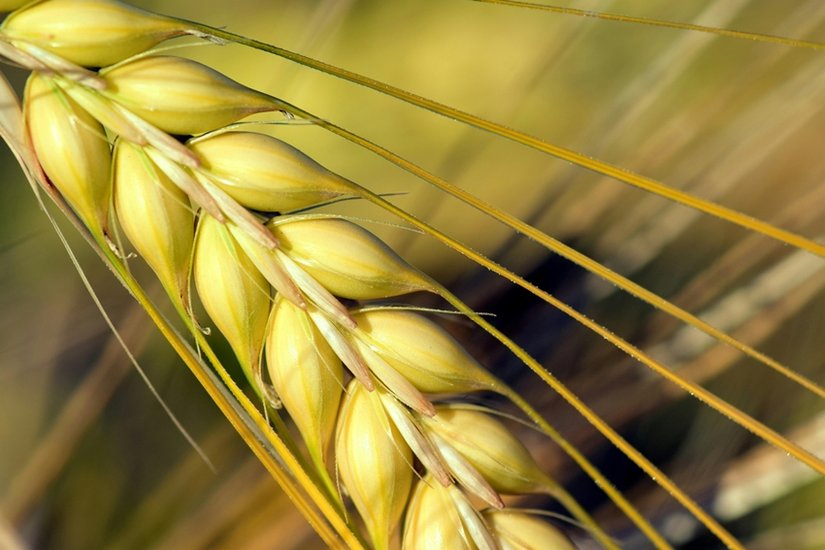 health benifits of barley water