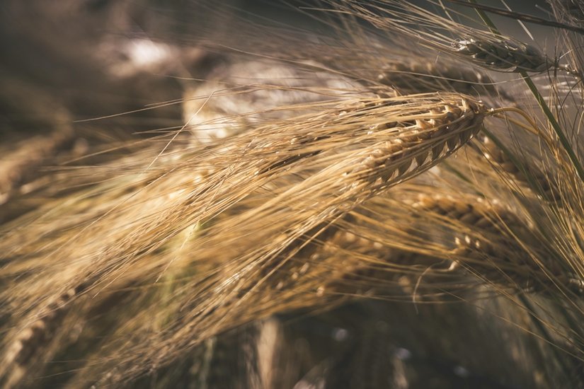 health benifits of barley