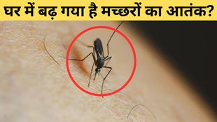 how to get rid of mosquitoes , get rid of mosquitoes at home