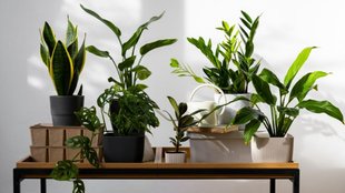 indoor plants । Gardening Tips