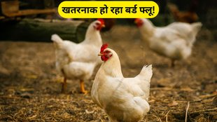 bird flu new strain, bird flu new strain d1 1 variant, bird flu signs, bird flu signs symptoms and prevention, bird flu symptoms