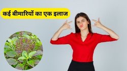 सुबह-सुबह चबा लें इस पौधे की 3-4 पत्तियां, पेट के रोगों समेत इन 3 बीमारियों का जड़ से हो जाएगा अंत, आचार्य बालकृष्ण से जानिए फायदे