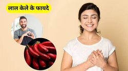 शरीर की एक-एक नस को मजबूत कर देगा लाल केला, शुगर-बीपी भी रहेगा कंट्रोल, जानिए फायदे