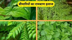 इन 4 तरह की पत्तियों में छिपा है हर बीमारी का इलाज, शरीर के अंग-अंग में भर जाएगी ताकत, जानिए कैसे