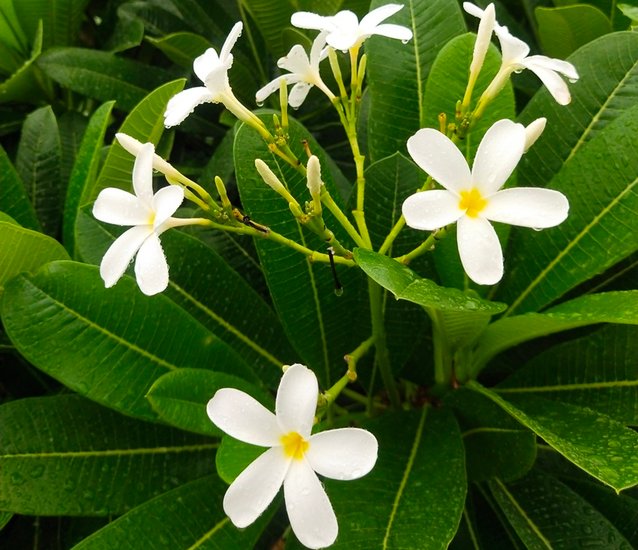 ketki flower