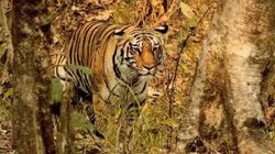 शेर-चीता-लकड़बग्धा और जंगली कुत्तों को लेकर काम कर चुका है चिड़ियाघर प्रशासन, वन्यजीवों की संख्या बढ़ाने की तैयारी
