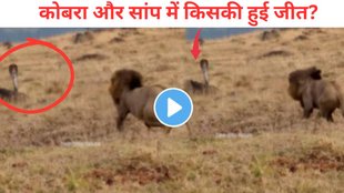 lion vs cobra viral video, AI generated wildlife videos