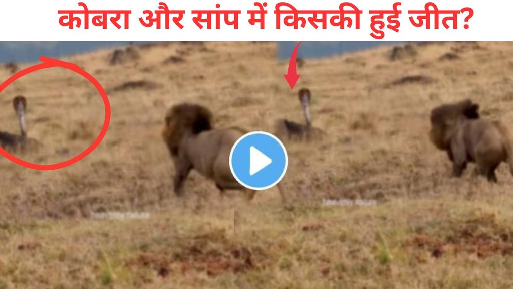lion vs cobra viral video, AI generated wildlife videos