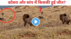 “इतना घमंड मत करो क्योंकि…पैसा, सुंदरता, शक्ति सबका सीमित समय है”, कोबरा और शेर आमने-सामने; पीछे क्यों हट गए जंगल के राजा? Viral Video में देखें