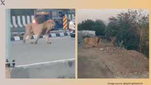 lion viral video