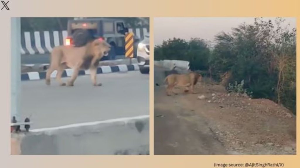 lion viral video