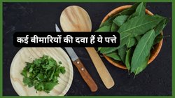 कड़वा नहीं मीठा है ये नीम, सुबह-शाम 3 ग्राम खा लें औषधि बन जाएगा, आचार्य बालकृष्ण से जानिए फायदे