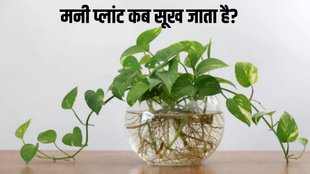 reasons for dying money plant