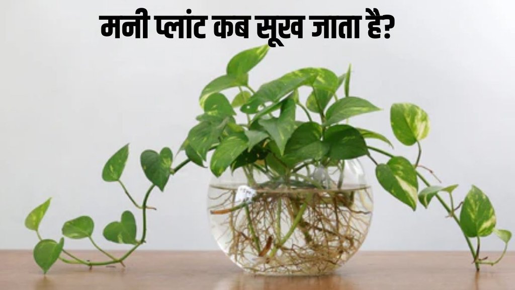 reasons for dying money plant