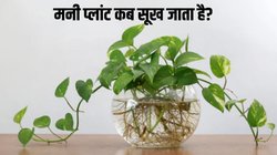 Money Plant कब सूख जाता है? जान लेंगे तो फिर नहीं करेंगे ये गलती