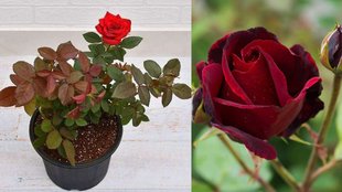 Rose Gardening Tips