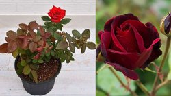 गुलाब के पेड़ में गुच्छेदार और बड़े फूल लाने के लिए क्या करें? जानें ये Rose Gardening Tips