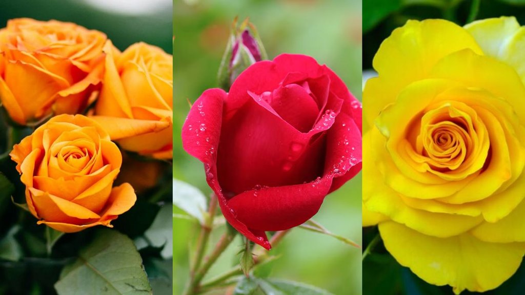 what does each color of rose stand for